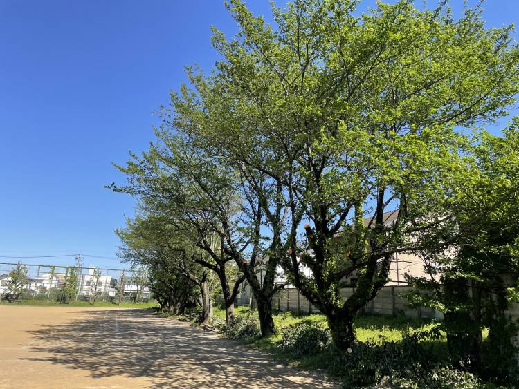 桜の木の伐採 緑地管理 実績 緑地管理 空間植栽 植物販売 イベント企画は横浜のcraftで