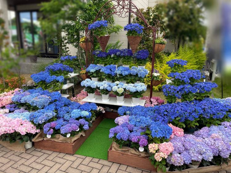 あじさい祭り(イベント会場装飾)